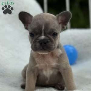 Carmella, French Bulldog Puppy