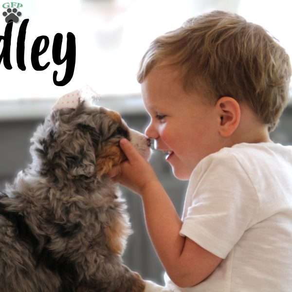 Hadley, Mini Bernedoodle Puppy