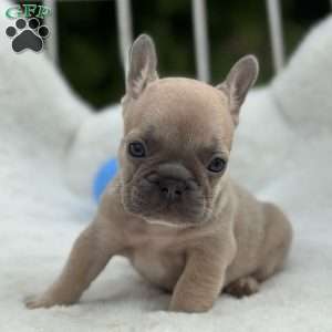 Canyon, French Bulldog Puppy