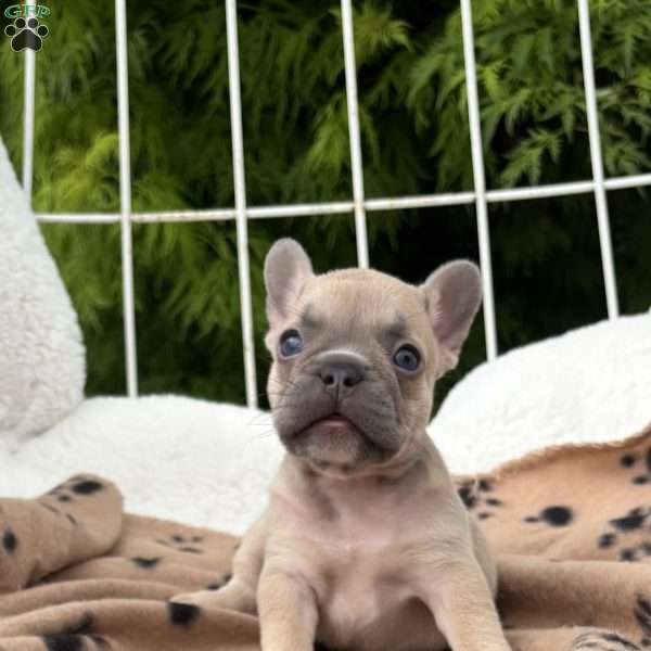 Canyon, French Bulldog Puppy