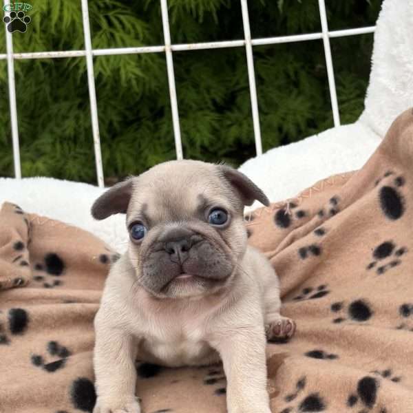 Chief, French Bulldog Puppy