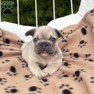Chief, French Bulldog Puppy