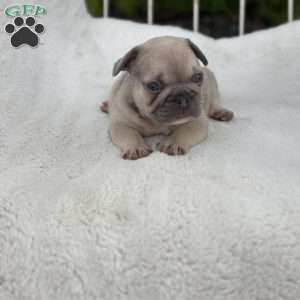 Chief, French Bulldog Puppy