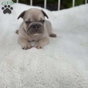 Chief, French Bulldog Puppy