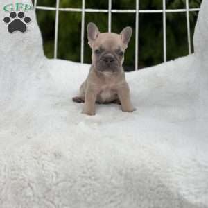Canyon, French Bulldog Puppy