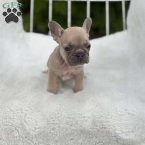 Canyon, French Bulldog Puppy