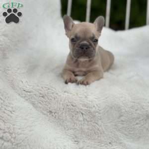 Canyon, French Bulldog Puppy