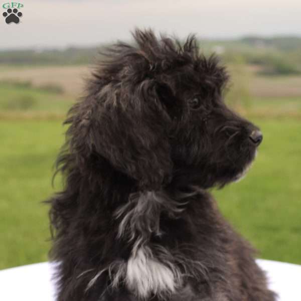 Ottis, Portuguese Water Dog Puppy