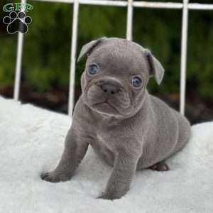 Galaxy, French Bulldog Puppy