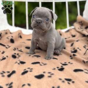 Galaxy, French Bulldog Puppy