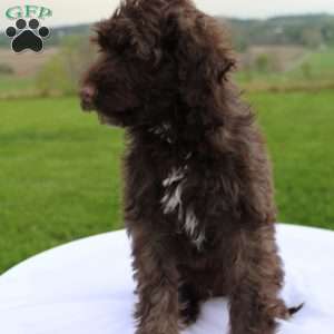Milo, Portuguese Water Dog Puppy