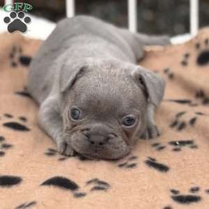 Galaxy, French Bulldog Puppy
