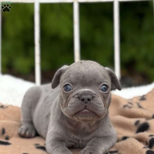 Galaxy, French Bulldog Puppy