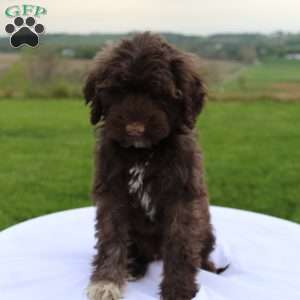 Milo, Portuguese Water Dog Puppy