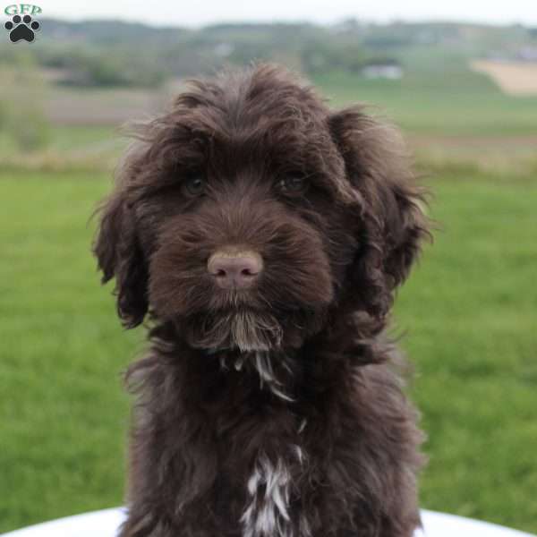 Milo, Portuguese Water Dog Puppy