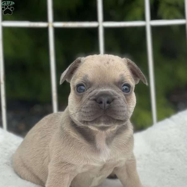 Gus, French Bulldog Puppy