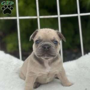 Gus, French Bulldog Puppy