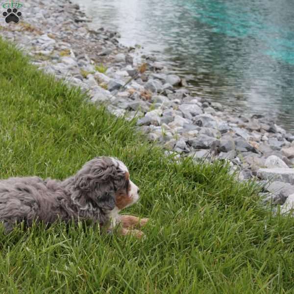Harlow, Mini Bernedoodle Puppy