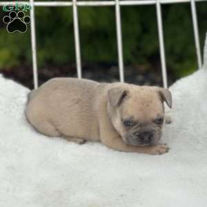 Gus, French Bulldog Puppy