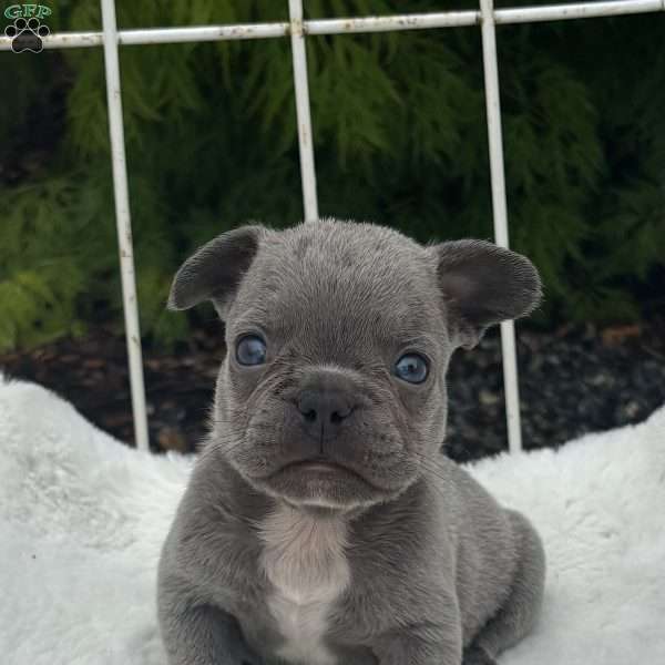 Grady, French Bulldog Puppy