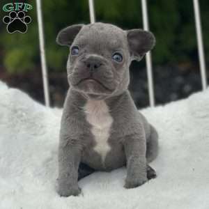 Grady, French Bulldog Puppy