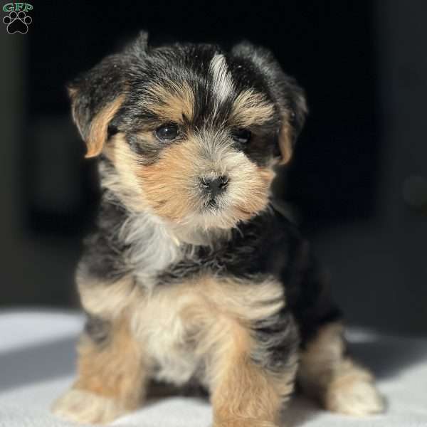 Taffy, Morkie / Yorktese Puppy