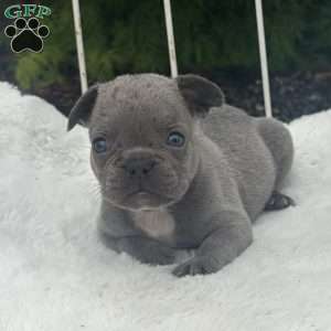 Grady, French Bulldog Puppy