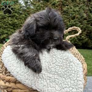 Toby, Lhasa Apso Mix Puppy