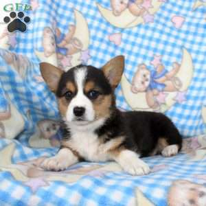 Pearl, Pembroke Welsh Corgi Puppy