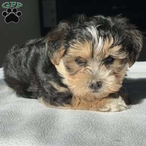 Toy, Morkie / Yorktese Puppy