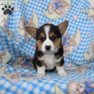 Pearl, Pembroke Welsh Corgi Puppy