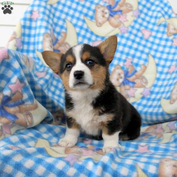 Pearl, Pembroke Welsh Corgi Puppy