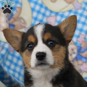 Pearl, Pembroke Welsh Corgi Puppy
