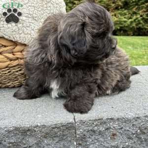 Toby, Lhasa Apso Mix Puppy