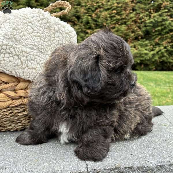 Toby, Lhasa Apso Mix Puppy