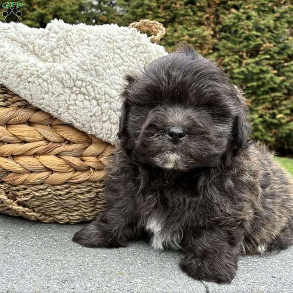 Toby, Lhasa Apso Mix Puppy