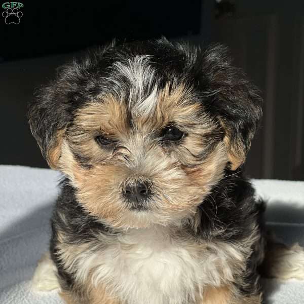 Toy, Morkie / Yorktese Puppy