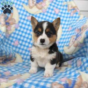 Peter, Pembroke Welsh Corgi Puppy