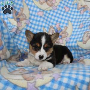Peter, Pembroke Welsh Corgi Puppy
