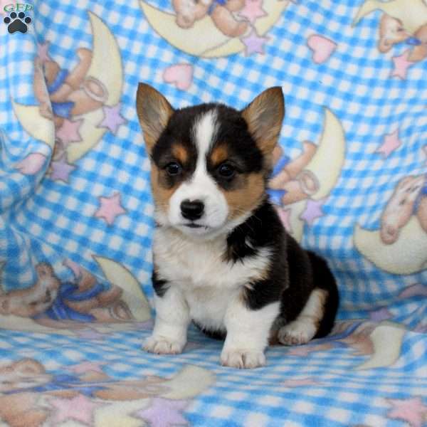 Peter, Pembroke Welsh Corgi Puppy