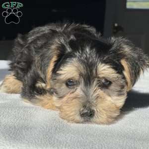 Titus, Morkie / Yorktese Puppy