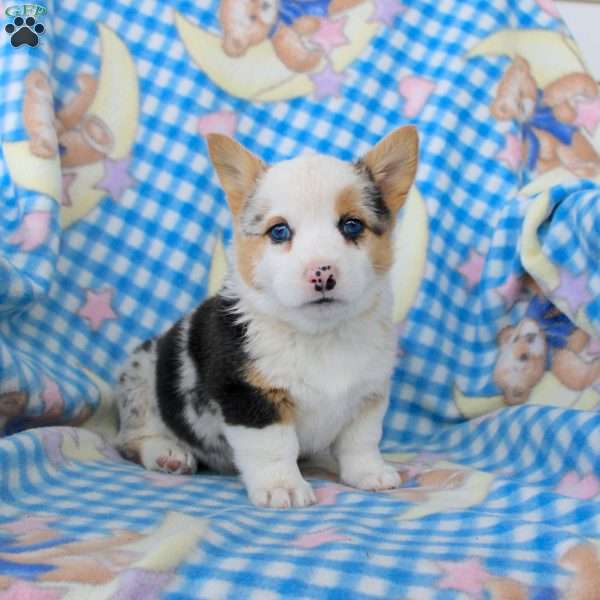 Pumpkin, Pembroke Welsh Corgi Puppy