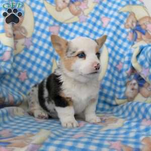 Pumpkin, Pembroke Welsh Corgi Puppy