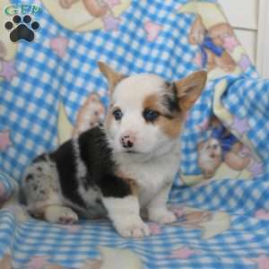Pumpkin, Pembroke Welsh Corgi Puppy