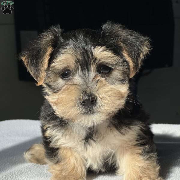 Titus, Morkie / Yorktese Puppy