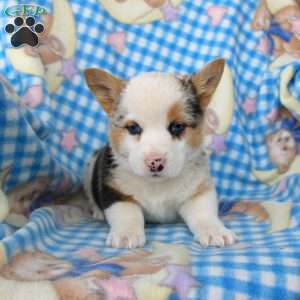 Pumpkin, Pembroke Welsh Corgi Puppy