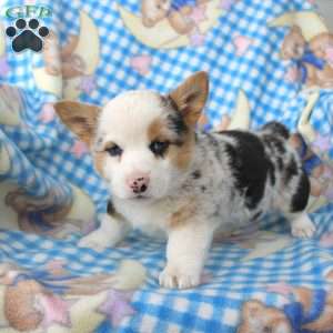 Pumpkin, Pembroke Welsh Corgi Puppy