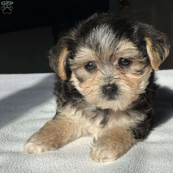 Timohy, Morkie / Yorktese Puppy