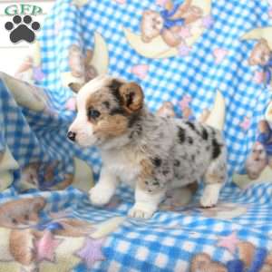 Pansy, Pembroke Welsh Corgi Puppy