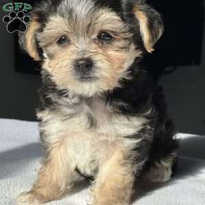 Timohy, Morkie / Yorktese Puppy